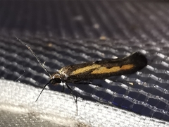 Ochromolopis ictella