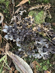 Pseudocyphellaria dissimilis