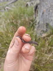 Lampropholis delicata