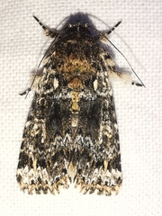 Callopistria latreillei