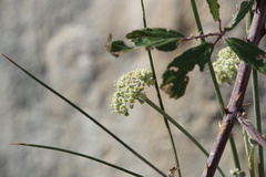 Cyathoselinum tomentosum