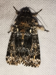 Callopistria latreillei