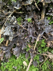 Pseudocyphellaria dissimilis