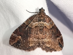 Catarhoe basochesiata