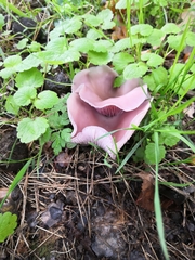 Laccaria amethysteo-occidentalis