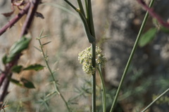 Cyathoselinum tomentosum
