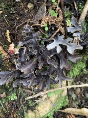 Pseudocyphellaria dissimilis