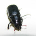 Ceruchus striatus - Photo (c) Harsi Parker, algunos derechos reservados (CC BY-NC), subido por Harsi Parker