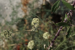 Cyathoselinum tomentosum