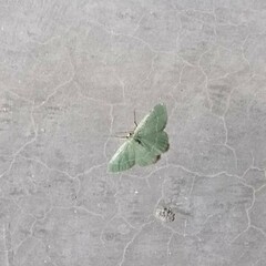 Chlorochlamys phyllinaria