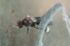 Mutilla quinquemaculata