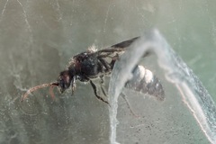 Mutilla quinquemaculata