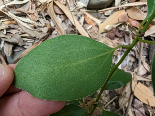 Neolitsea parvigemma, photograph 3