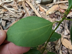 Neolitsea parvigemma, photograph (c) 潘立傑 LICHIEH_PAN, some rights reserved (CC BY)
