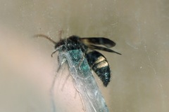 Mutilla quinquemaculata