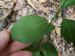 Neolitsea parvigemma, photograph (c) 潘立傑 LICHIEH_PAN, some rights reserved (CC BY)