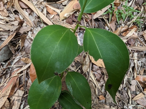 Neolitsea parvigemma, photograph 5
