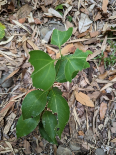Neolitsea parvigemma, photograph 6