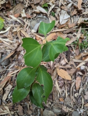 Neolitsea parvigemma, photograph (c) 潘立傑 LICHIEH_PAN, some rights reserved (CC BY)