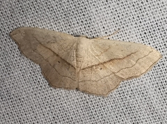 Scopula imitaria