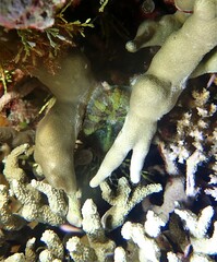 Rhodactis bryoides