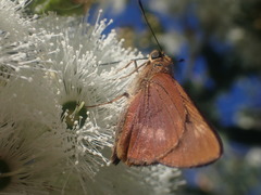 Cephrenes augiades