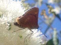 Cephrenes augiades