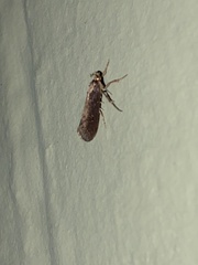 Atomotricha