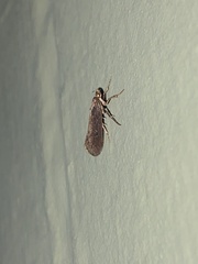 Atomotricha