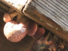 Gymnopilus luteofolius