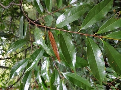 Prunus phaeosticta
