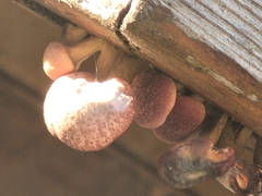 Gymnopilus luteofolius