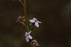 Stylidium graminifolium