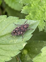 Tetrix japonica