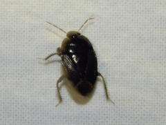 Macroscytus reflexus