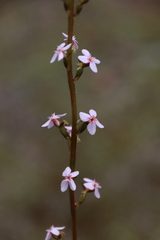 Stylidium graminifolium