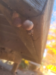 Gymnopilus luteofolius