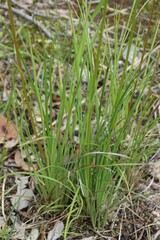 Stylidium graminifolium