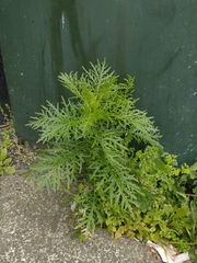 Senecio bipinnatisectus