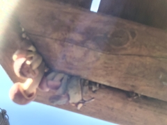 Gymnopilus luteofolius