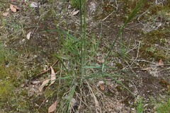 Austrostipa mollis