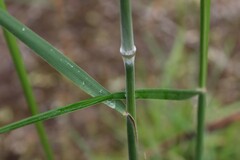 Austrostipa mollis