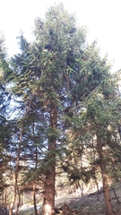 Picea abies