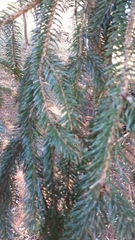 Picea abies