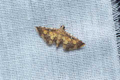 Nacoleia