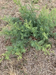 Dichrostachys cinerea