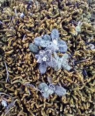 Myosotis brevis
