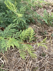 Dichrostachys cinerea