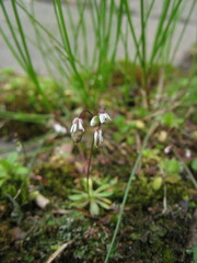 Draba verna