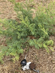 Dichrostachys cinerea